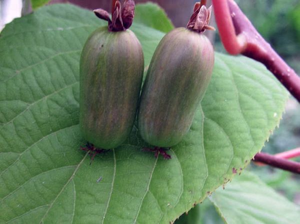 Planting and caring for actinidia: choosing a place and soil, watering, top dressing, crown formation, reproduction + best varieties