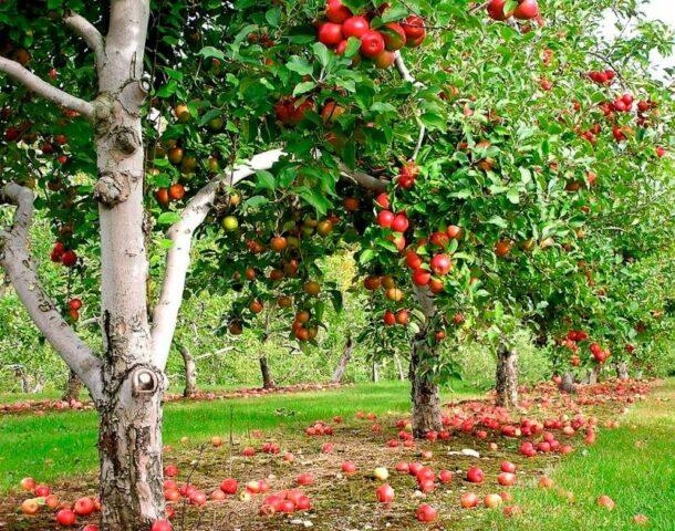 Planting and caring for apple trees in the spring in the Leningrad region