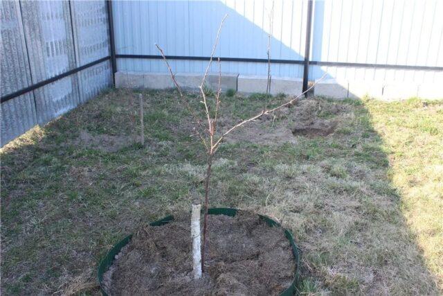 Planting and caring for apple trees in the spring in the Leningrad region