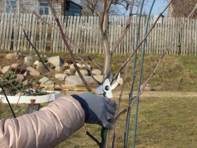 Planting and caring for apple trees in the spring in the Leningrad region