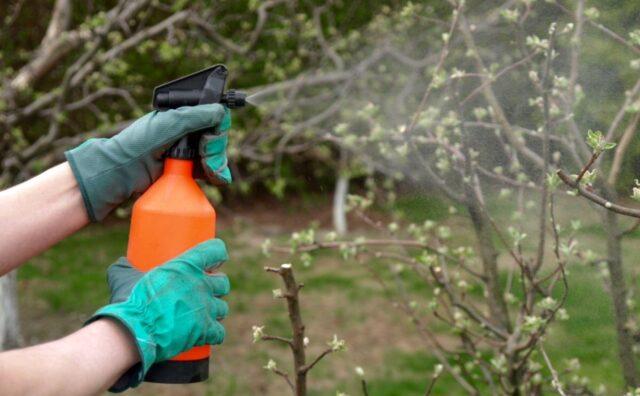 Planting and caring for apple trees in the spring in the Leningrad region