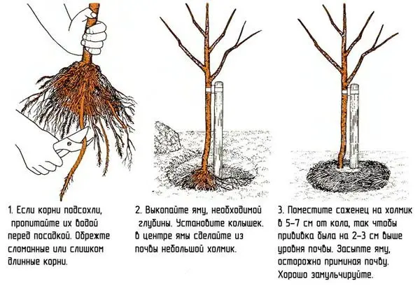 Planting and caring for apricots: how to plant in the middle lane