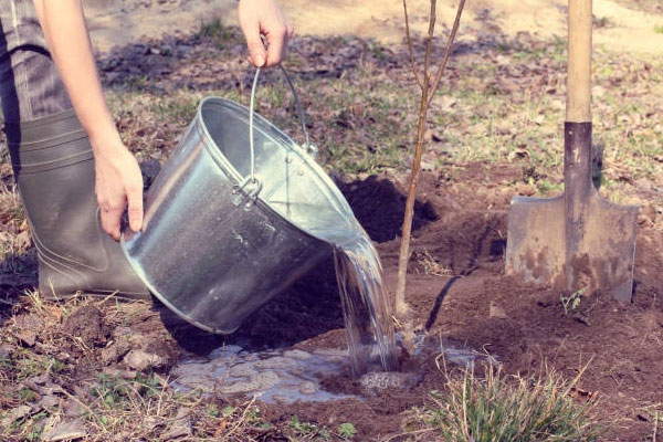 Planting and caring for apricots: how to plant in the middle lane