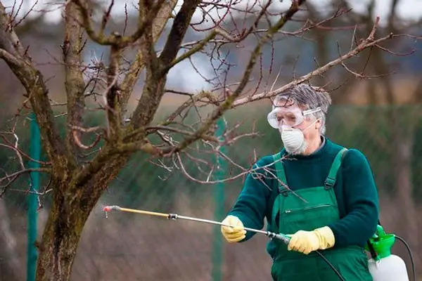 Planting and caring for apricots: how to plant in the middle lane