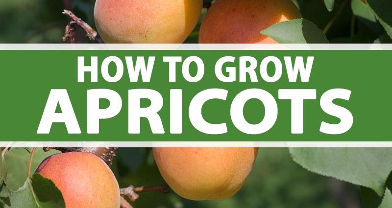 Planting and caring for apricots: how to plant in the middle lane