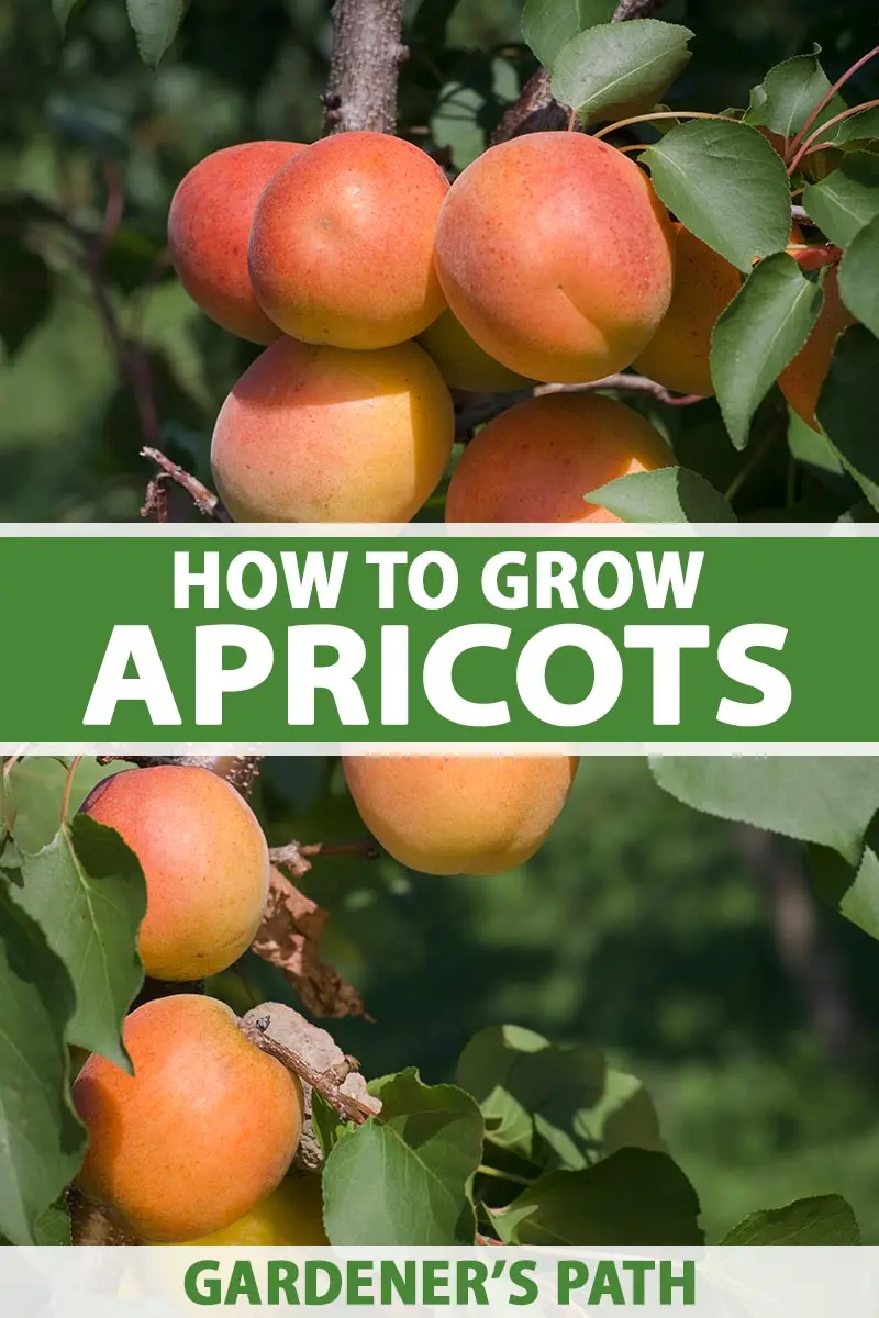 Planting and caring for apricots: how to plant in the middle lane