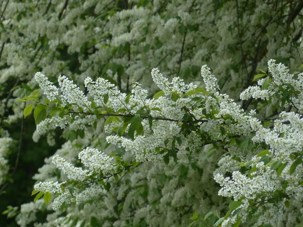 Planting and caring for bird cherry