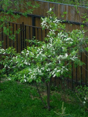 Planting and caring for bird cherry