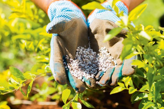 Planting and caring for bird cherry