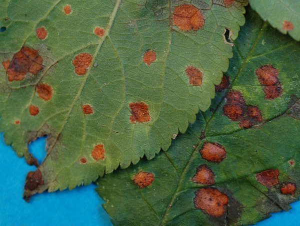 Planting and caring for bird cherry