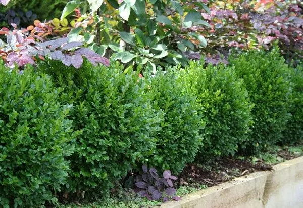 Planting and caring for boxwood in Siberia and the Urals