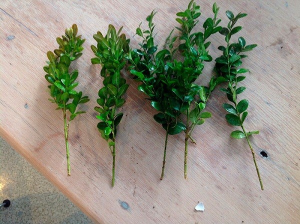 Planting and caring for boxwood in Siberia and the Urals