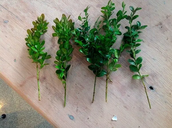 Planting and caring for boxwood in Siberia and the Urals