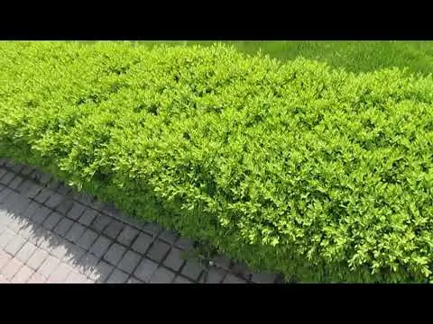 Planting and caring for boxwood in Siberia and the Urals