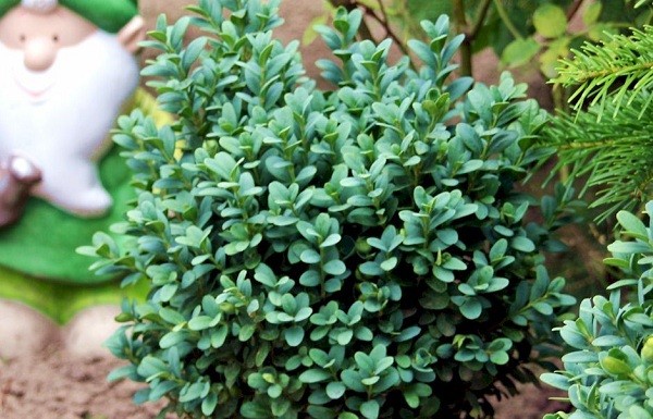 Planting and caring for boxwood in Siberia and the Urals