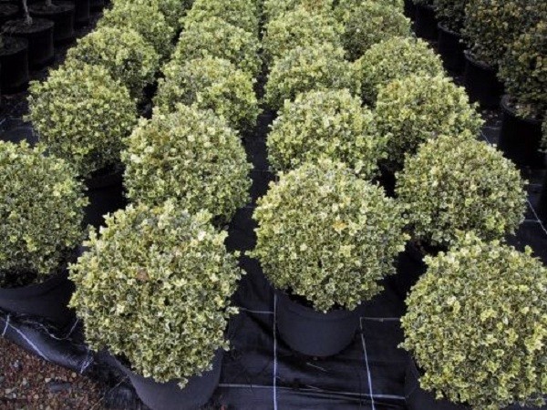 Planting and caring for boxwood in Siberia and the Urals