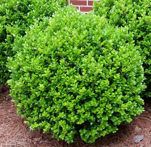 Planting and caring for boxwood in Siberia and the Urals