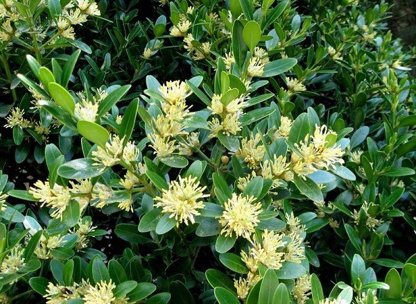 Planting and caring for boxwood in Siberia and the Urals