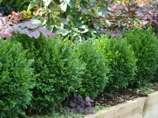 Planting and caring for boxwood in Siberia and the Urals