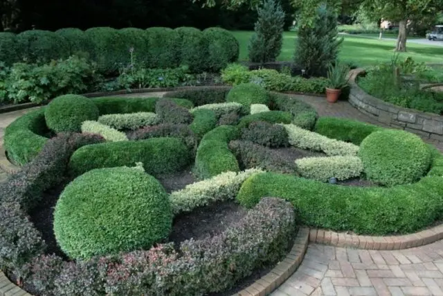 Planting and caring for boxwood in the Moscow region in the open field