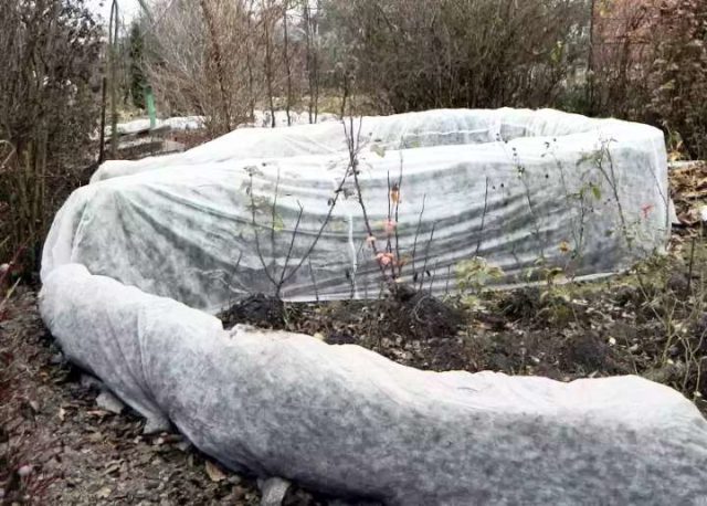 Planting and caring for boxwood in the Moscow region in the open field