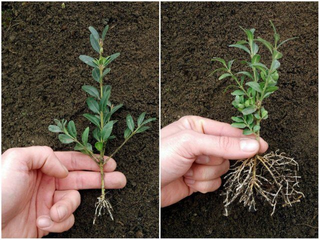 Planting and caring for boxwood in the Moscow region in the open field