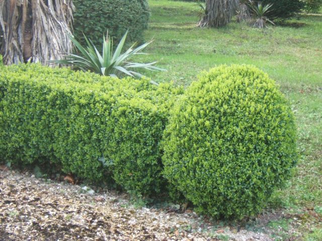 Planting and caring for boxwood in the Moscow region in the open field