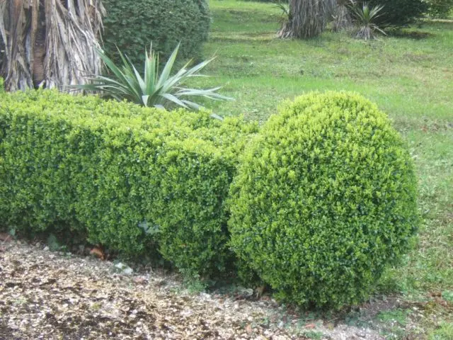 Planting and caring for boxwood in the Moscow region in the open field