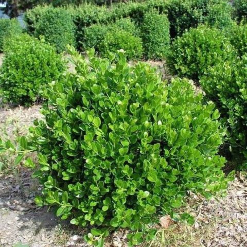 Planting and caring for boxwood in the Moscow region in the open field