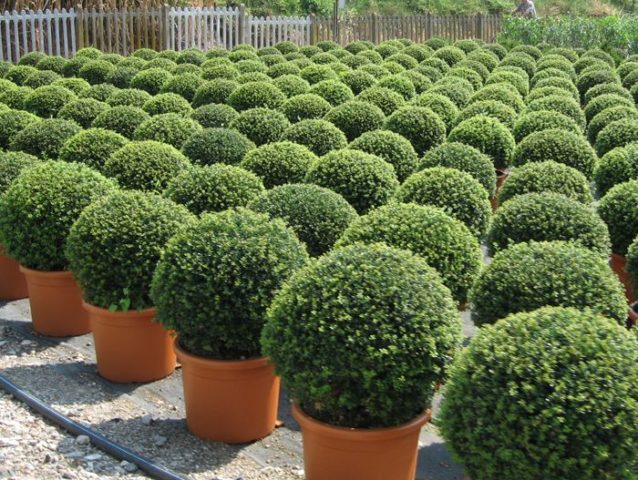 Planting and caring for boxwood in the Moscow region in the open field