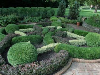 Planting and caring for boxwood in the Moscow region in the open field