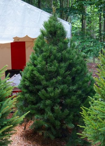 Planting and caring for Canadian pine