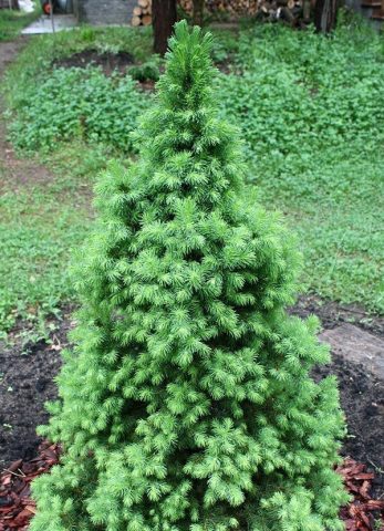 Planting and caring for Canadian pine