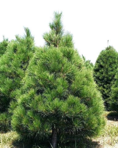 Planting and caring for Canadian pine