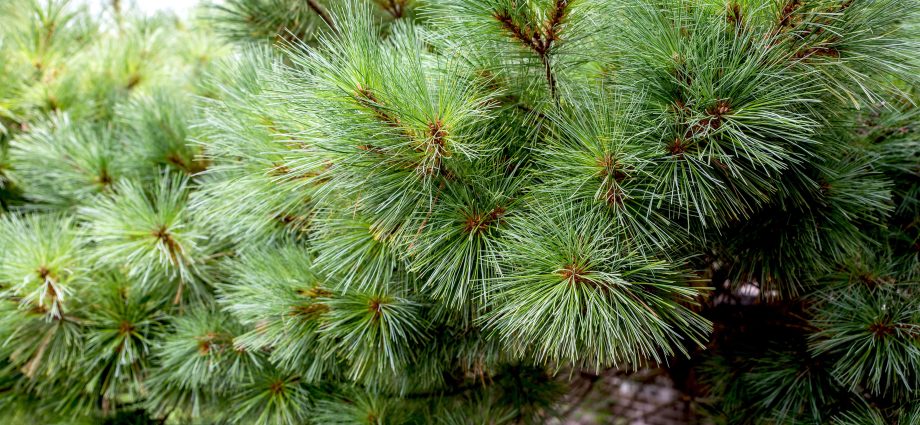 Planting and caring for Canadian pine