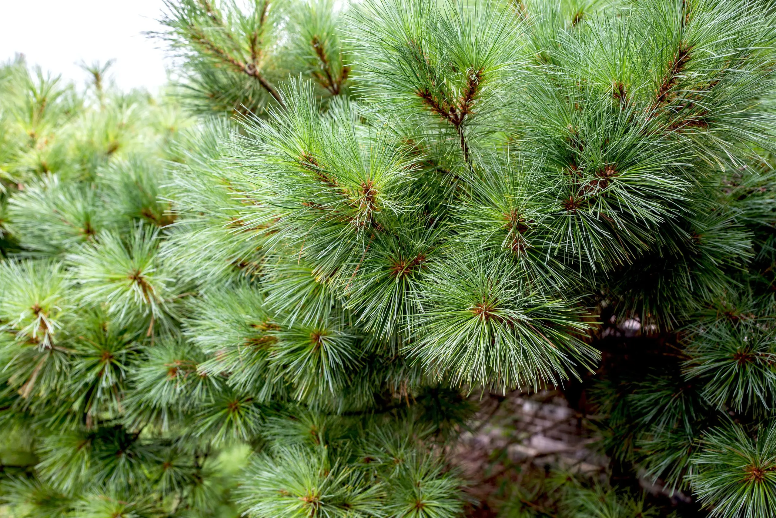 Planting and caring for Canadian pine