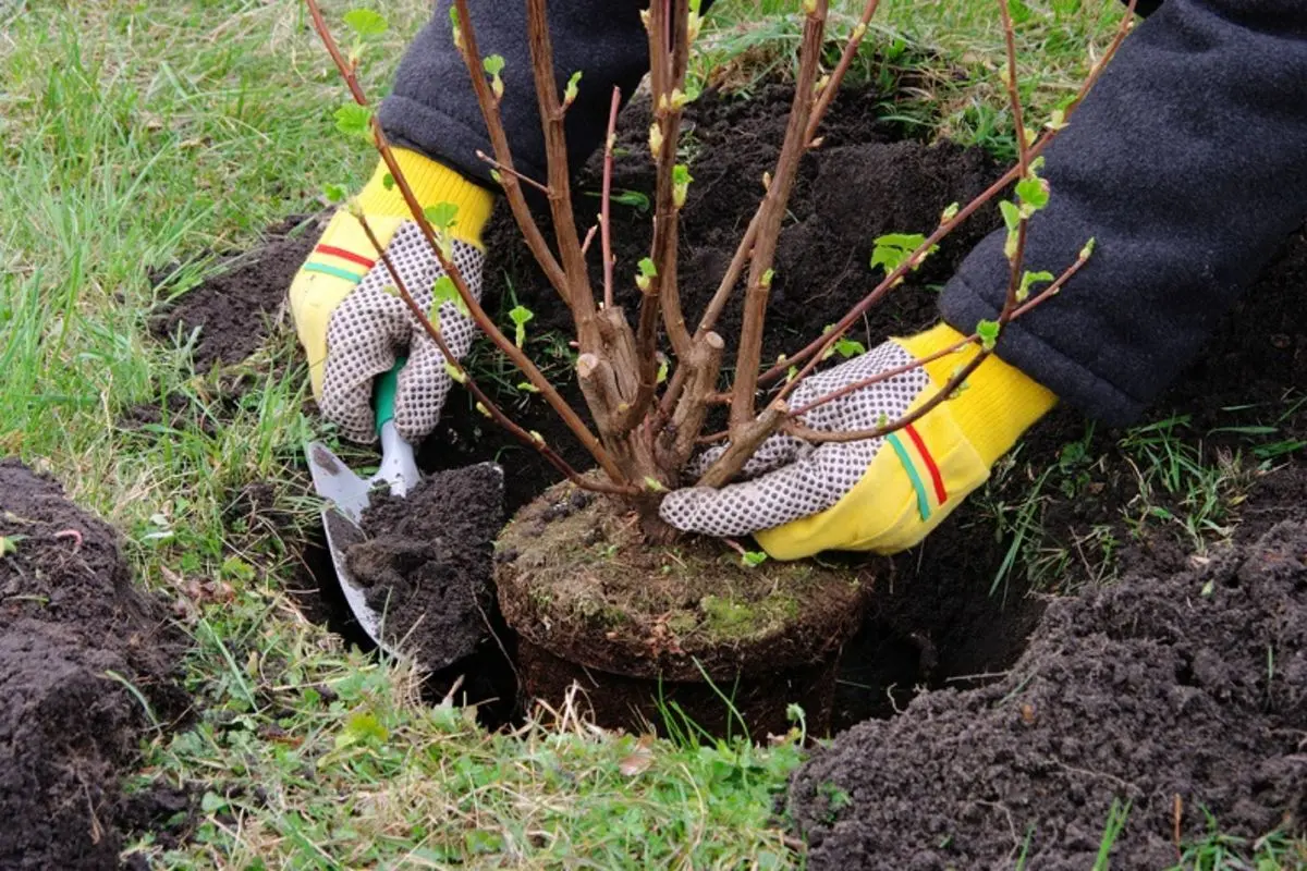 Planting and caring for cotoneaster + description of the 10 best species and varieties (brilliant, ordinary, chokeberry, evergreen)