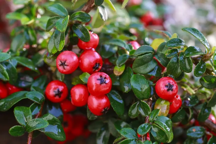 Planting and caring for cotoneaster + description of the 10 best species and varieties (brilliant, ordinary, chokeberry, evergreen)