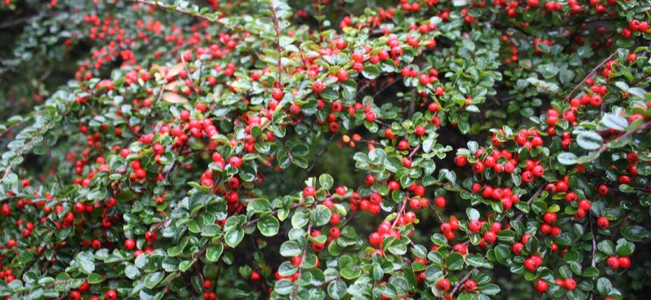 Planting and caring for cotoneaster + description of the 10 best species and varieties (brilliant, ordinary, chokeberry, evergreen)