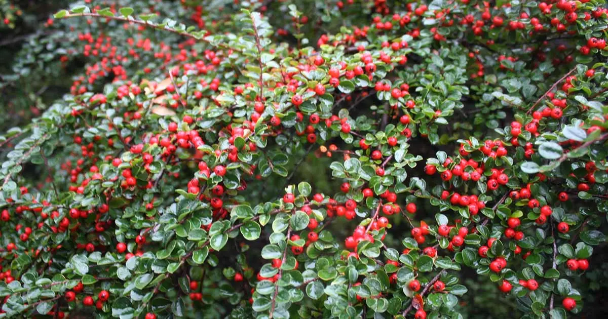 Planting and caring for cotoneaster + description of the 10 best species and varieties (brilliant, ordinary, chokeberry, evergreen)