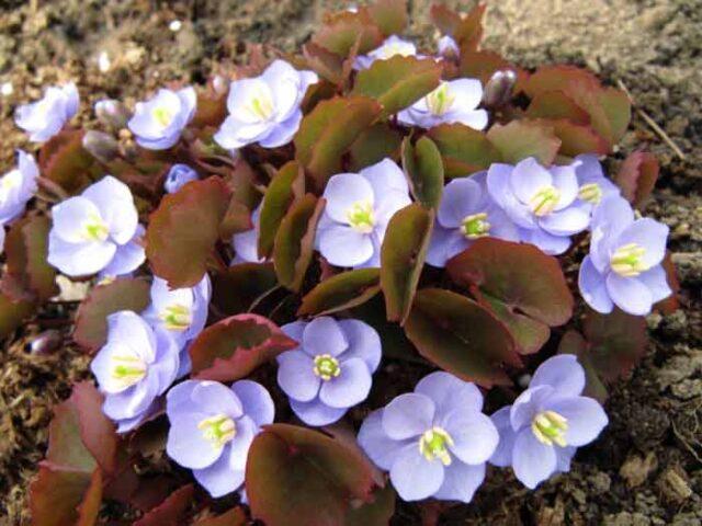 Planting and caring for dubious Jeffersonia in the open field