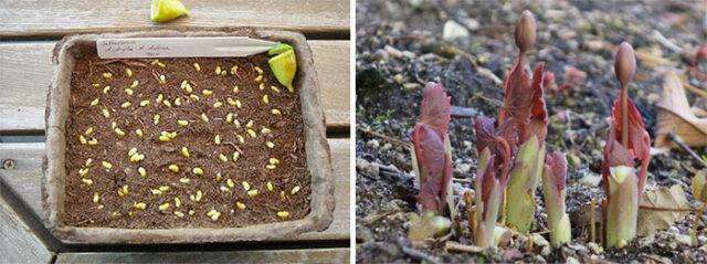 Planting and caring for dubious Jeffersonia in the open field