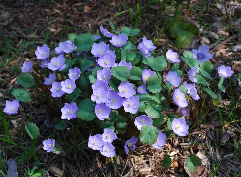 Planting and caring for dubious Jeffersonia in the open field