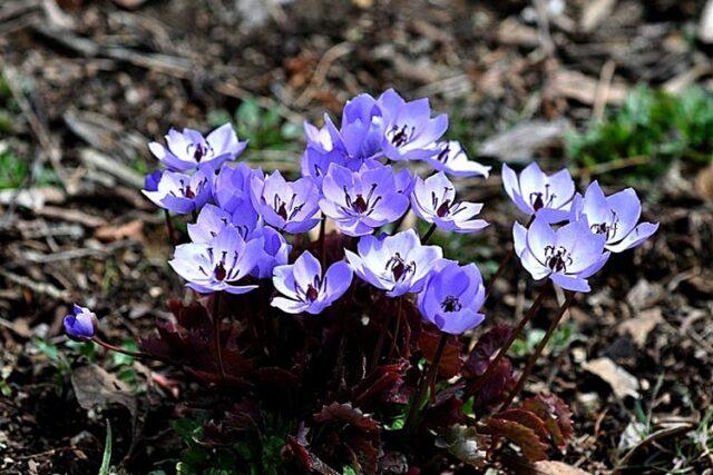 Planting and caring for dubious Jeffersonia in the open field