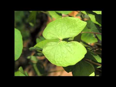 Planting and caring for dubious Jeffersonia in the open field