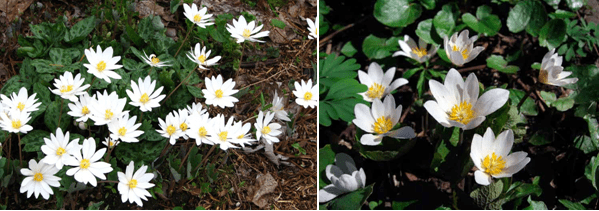 Planting and caring for dubious Jeffersonia in the open field