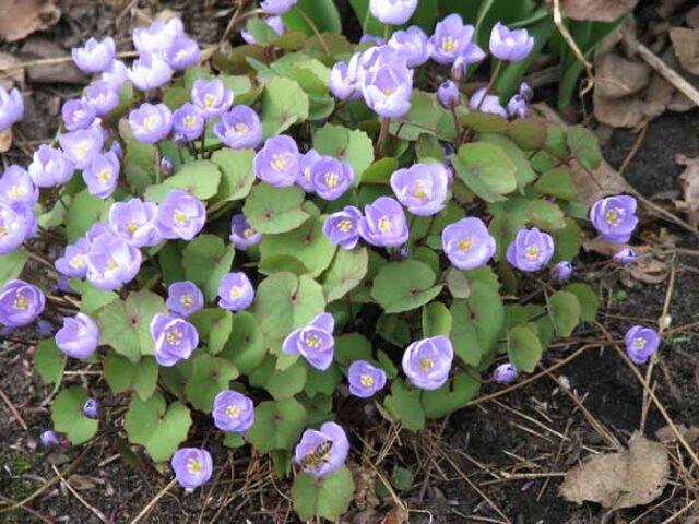 Planting and caring for dubious Jeffersonia in the open field