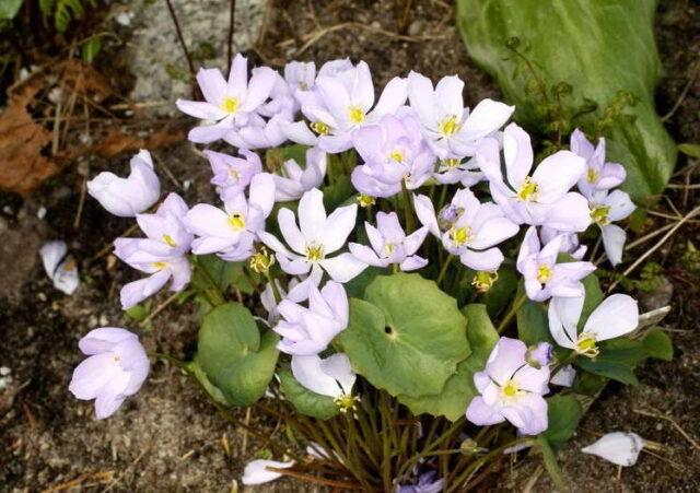 Planting and caring for dubious Jeffersonia in the open field