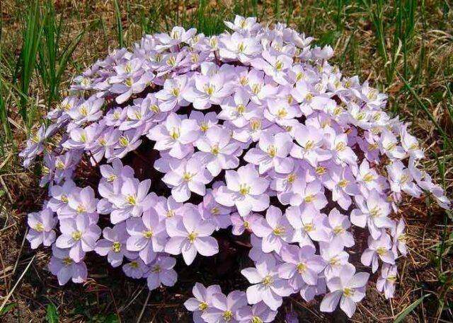 Planting and caring for dubious Jeffersonia in the open field