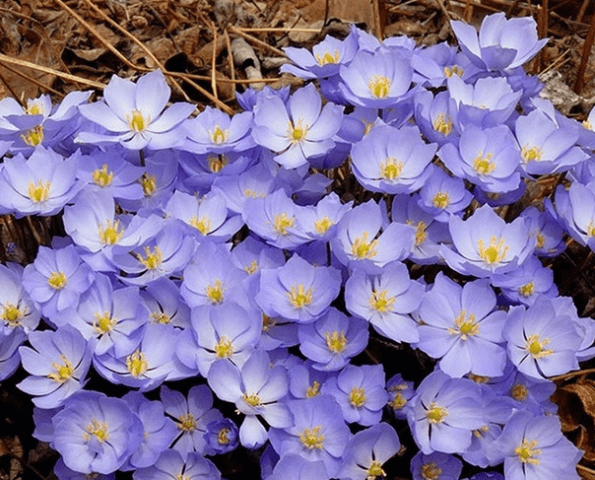 Planting and caring for dubious Jeffersonia in the open field